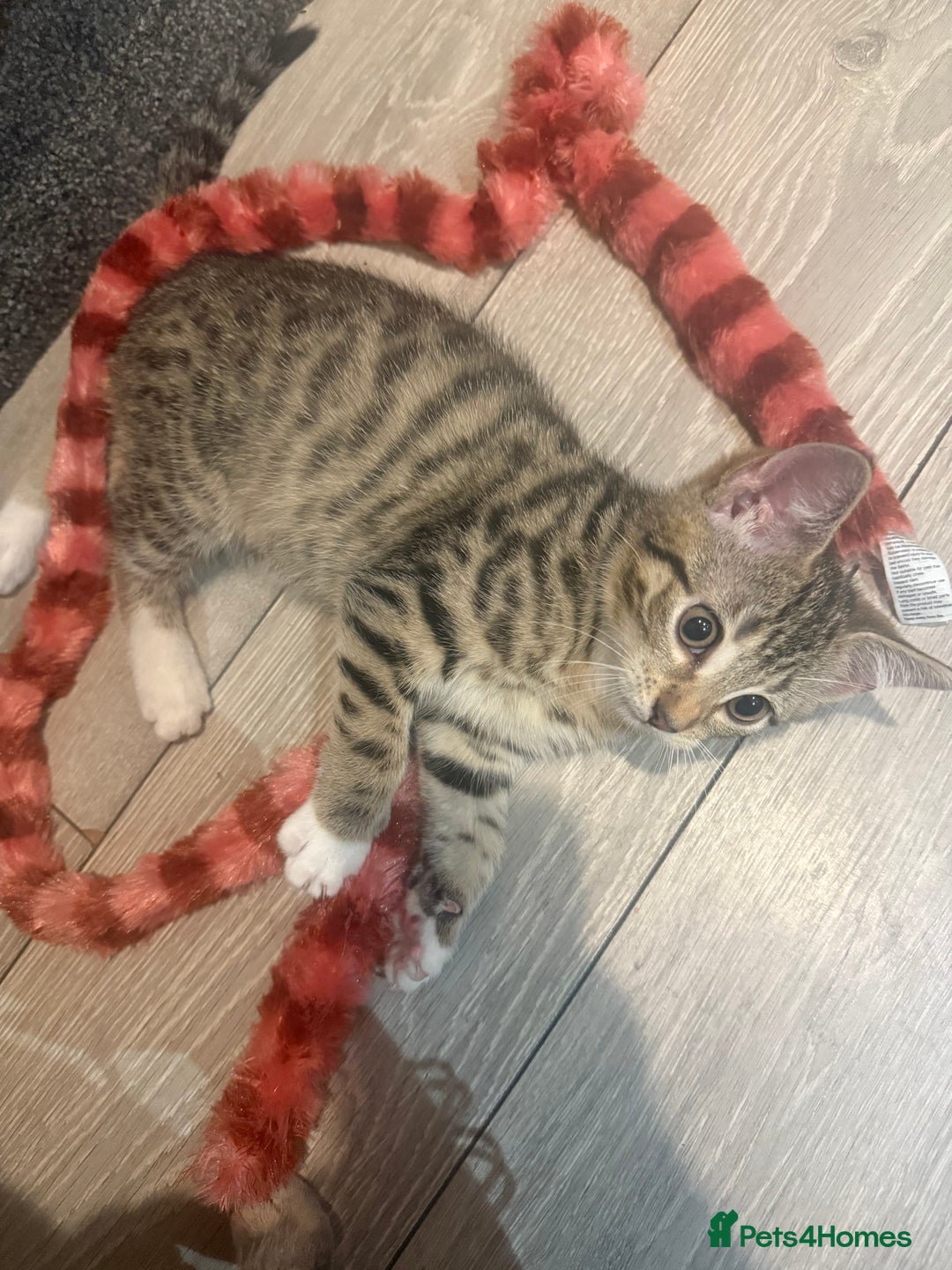 Mixed Breed cats for sale: Last blonde female left from litter of three. - Image 2
