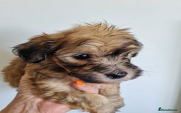 Maltipoo dogs for sale: Maltipoo's rare sable parti colours x4 - Image 17