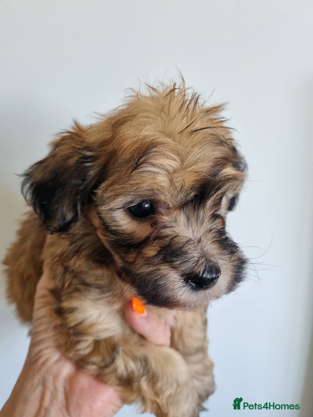Maltipoo dogs for sale: Maltipoo's rare sable parti colours x4 - Image 17