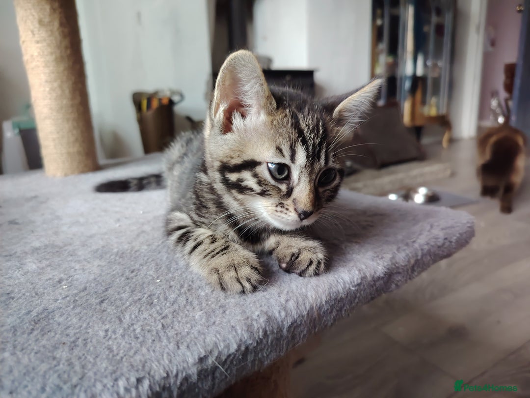 Bengal cats for sale: Bengal x Ragdoll kittens  - Image 11