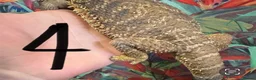 Bearded Dragon reptiles for sale: Bearded dragons - Advert 3