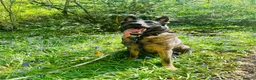 German Shepherd dogs for sale: 5yr old German shepherd looking for loving home - Advert 8