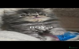 Persian cats for sale: 4 Persian Kittens - Image 5