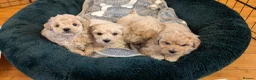 Poochon dogs for sale: F1 Toy Poochons Puppies  - Advert 14