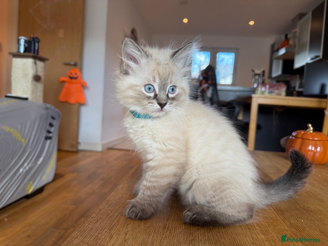 Ragdoll cats for sale: Ragdoll Kittens for Sale - Image 19