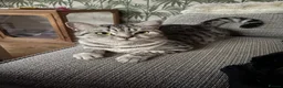 British Shorthair cats for sale:  Black silver tabby British shorthair kittens  - Advert 2