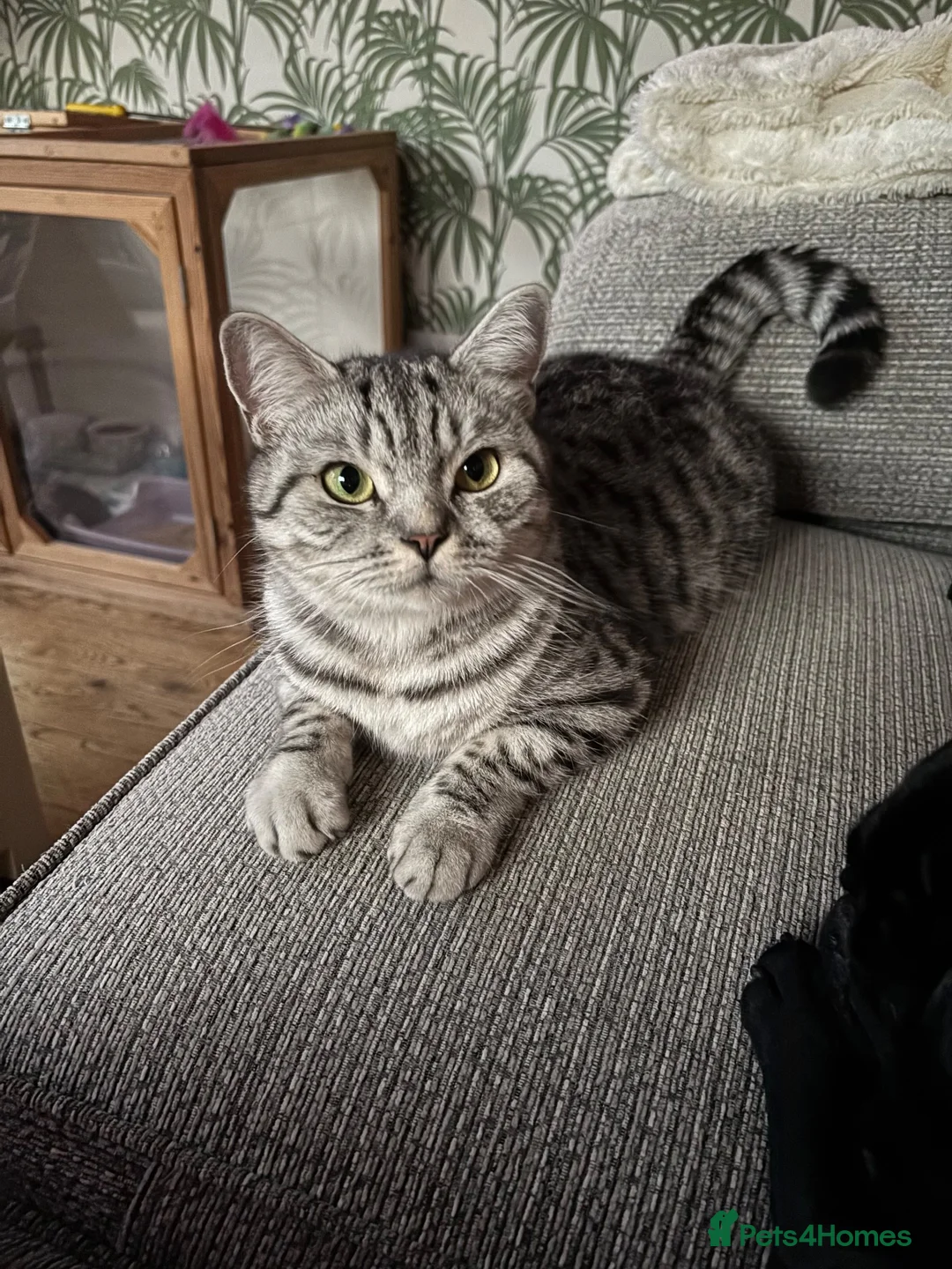 British Shorthair cats for sale:  Black silver tabby British shorthair kittens  - Advert 2