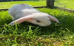French Lop rabbits for sale: Beautiful Lop bunnies  - Image 12