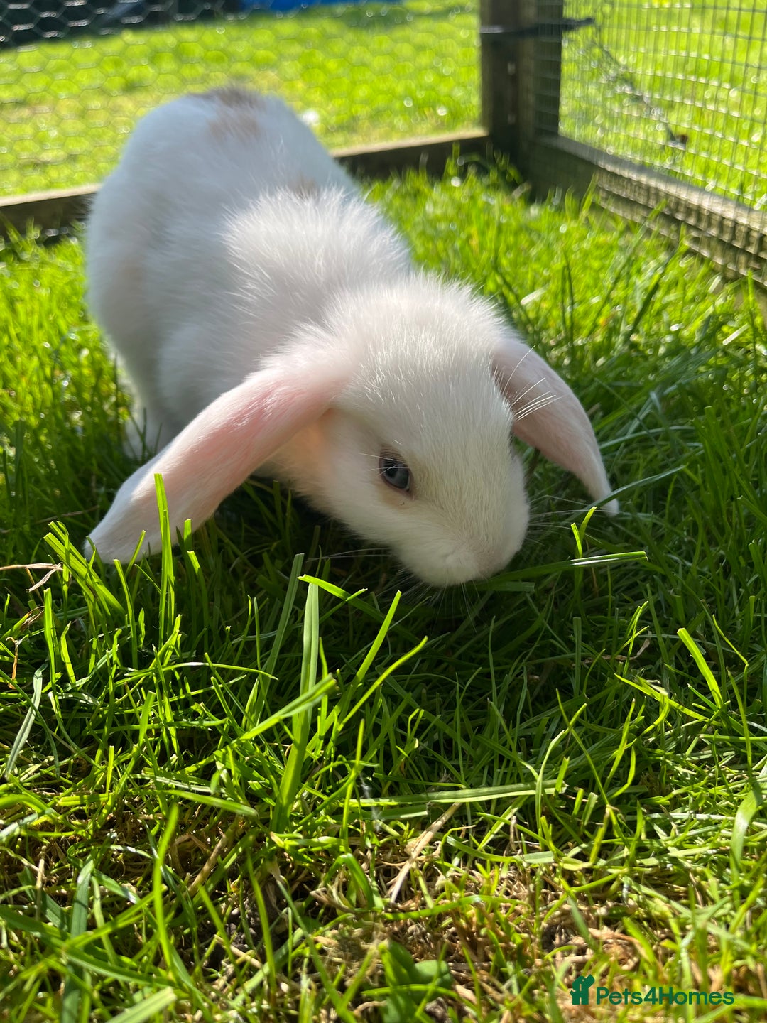 French Lop rabbits for sale: Beautiful Lop bunnies  - Image 12