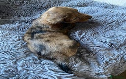 Miniature Dachshund dogs for sale: Stunning Miniature dachshund puppies  - Image 3