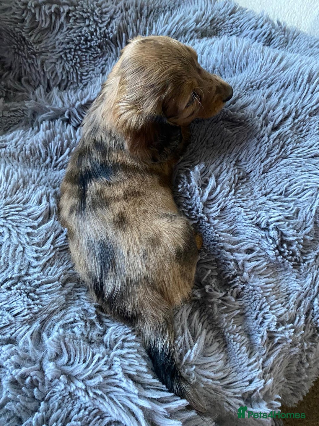 Miniature Dachshund dogs for sale: Stunning Miniature dachshund puppies  - Image 3