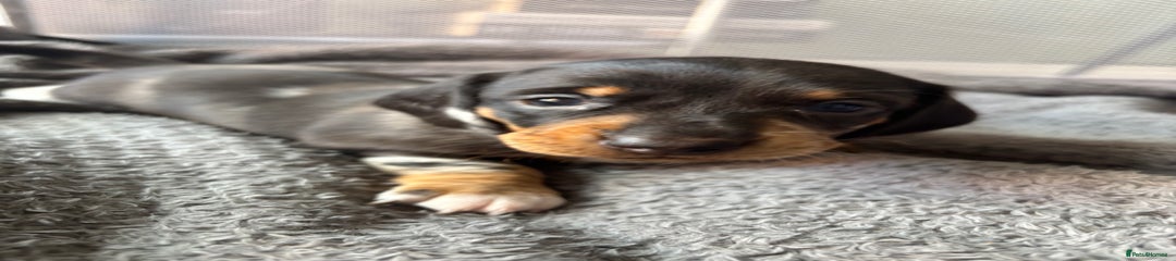 Miniature Dachshund Puppy 2