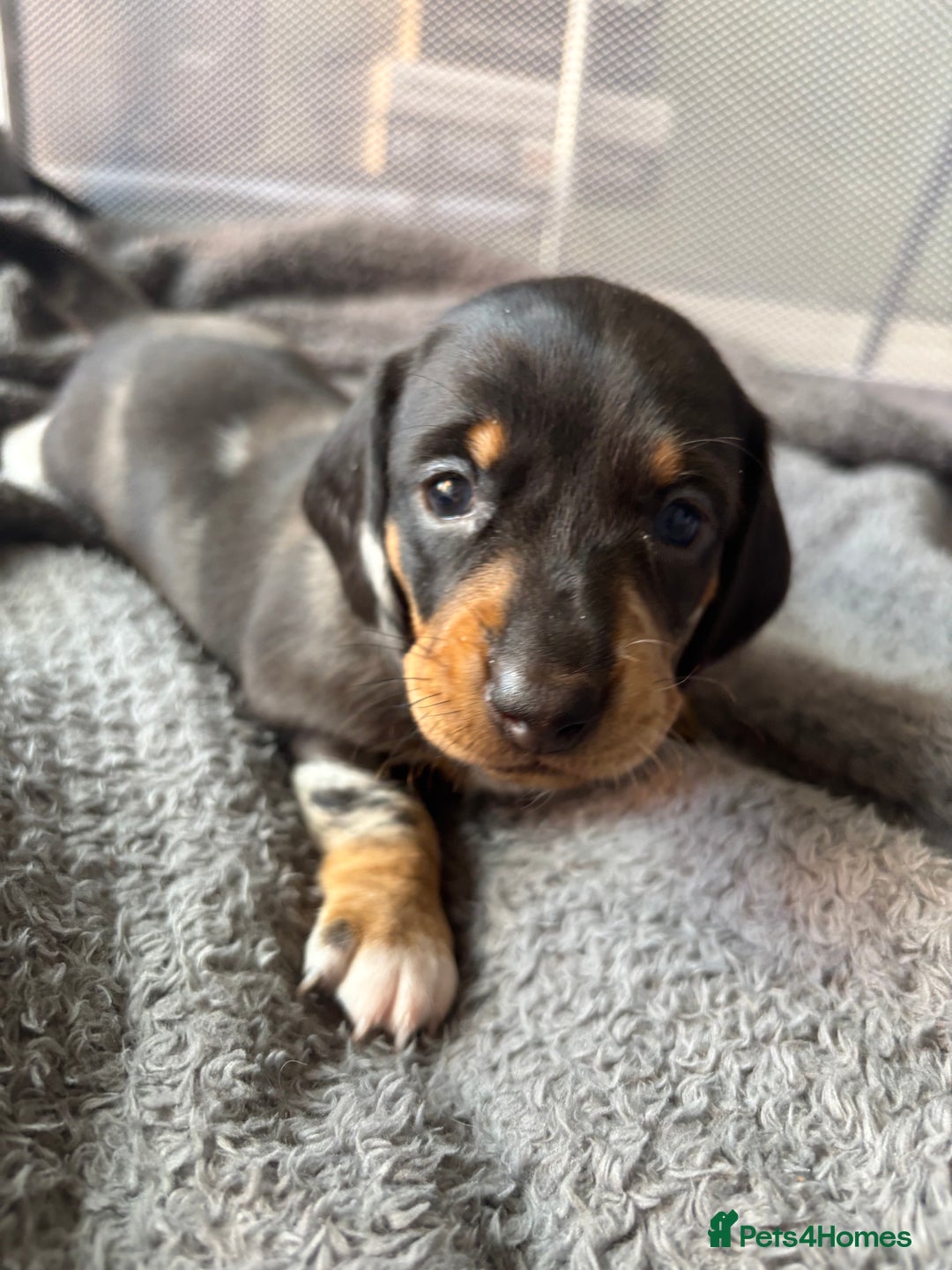 Miniature Dachshund dogs for sale: READY TO GO! ⭐️ 1 Beautiful Boy AVAILABLE!  - Image 10