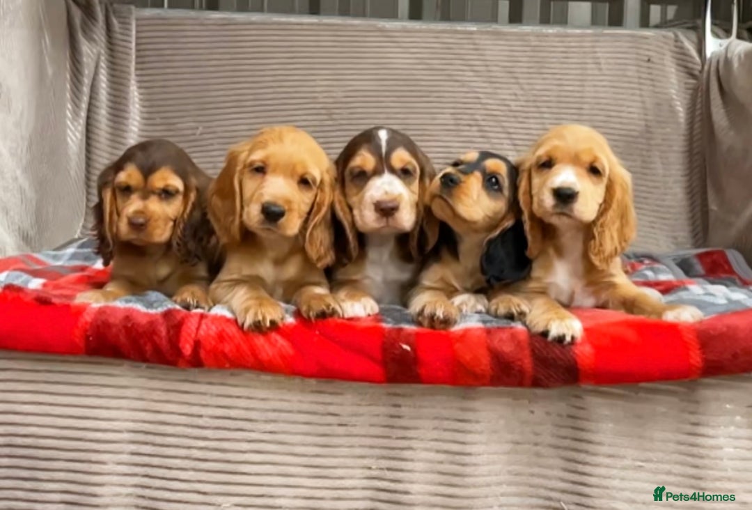 Cocker Spaniel dogs for sale: STUNNING COCKER SPANIEL PUPPIES  - Image 1