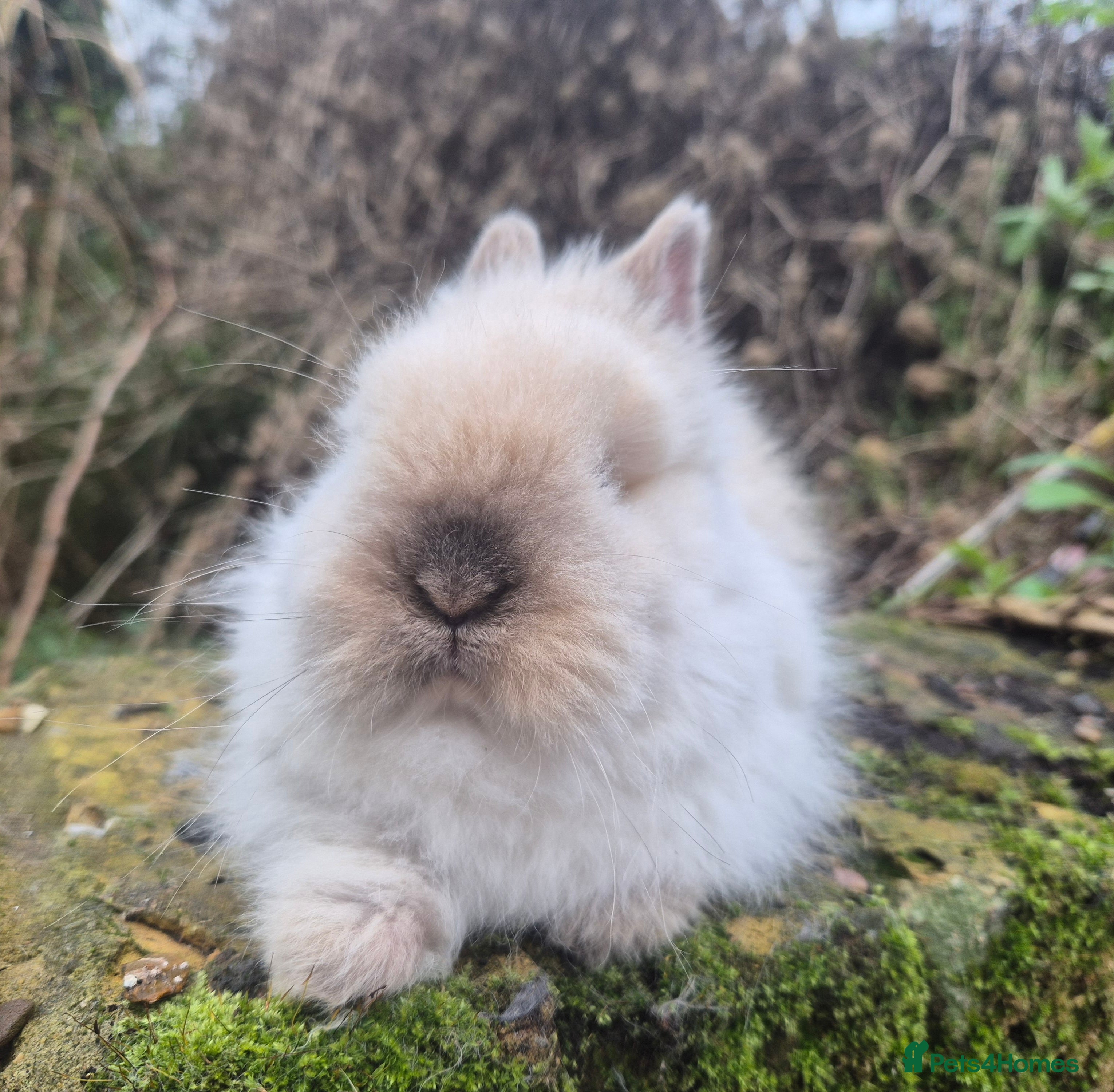 Angora rabbits 💙 Boy Ready now- Blue harli teddydwerg💙💖 - Advert 18