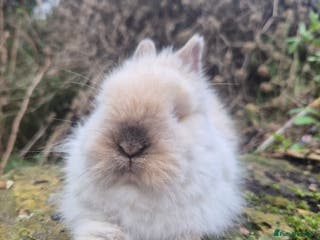 Angora rabbits 💙 Boy Ready now- Blue harli teddydwerg💙💖 - Advert 18