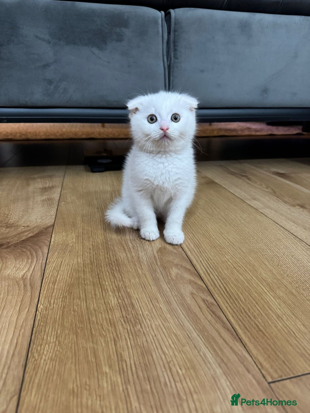 Scottish Fold cats for sale: Scottish fold kittens for sale ready to leave  - Advert 3