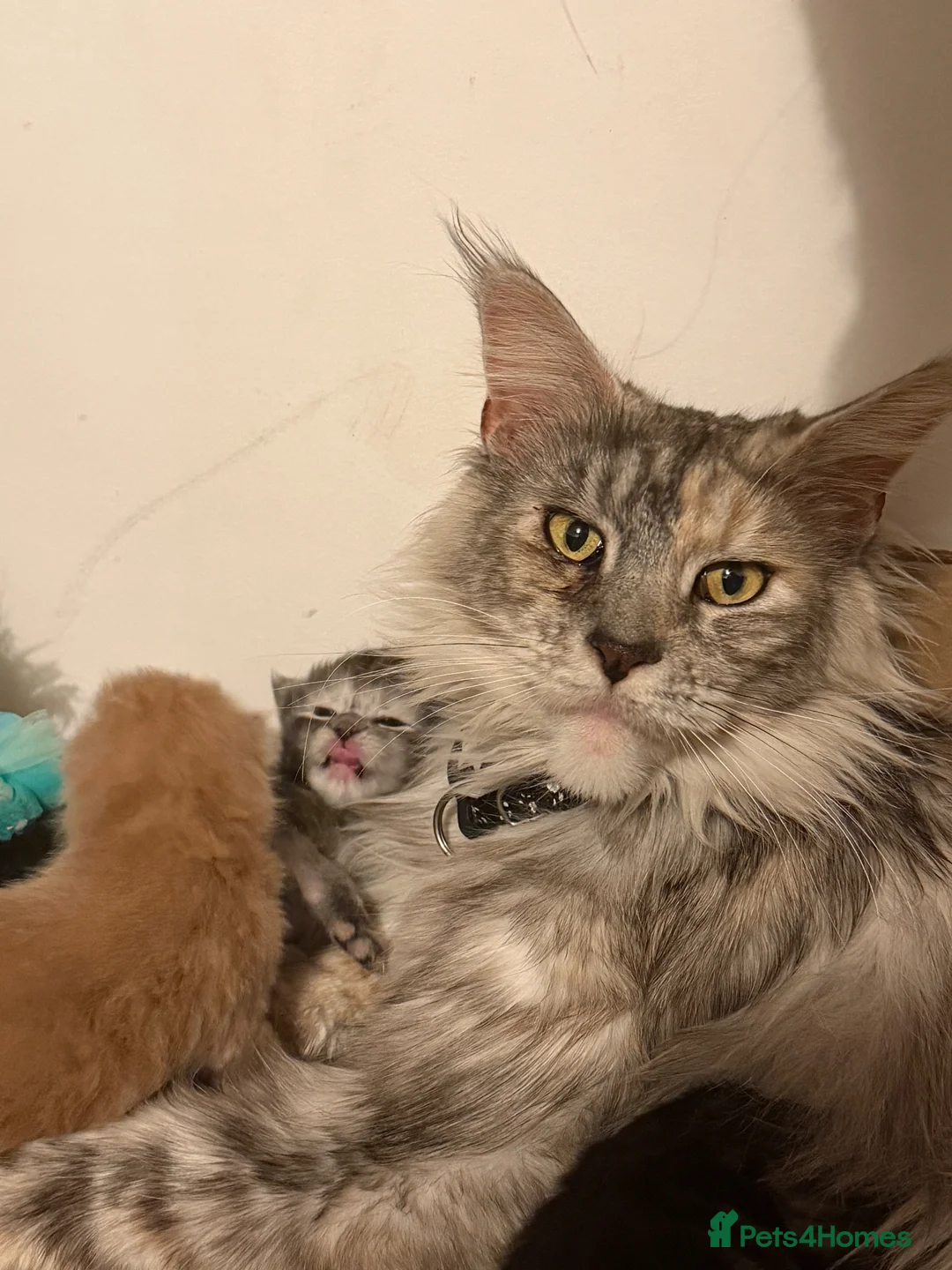 Maine Coon cats for sale: Maine coon kittens  - Advert 21