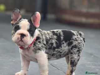 French Bulldog dogs French Bulldog - Advert 4