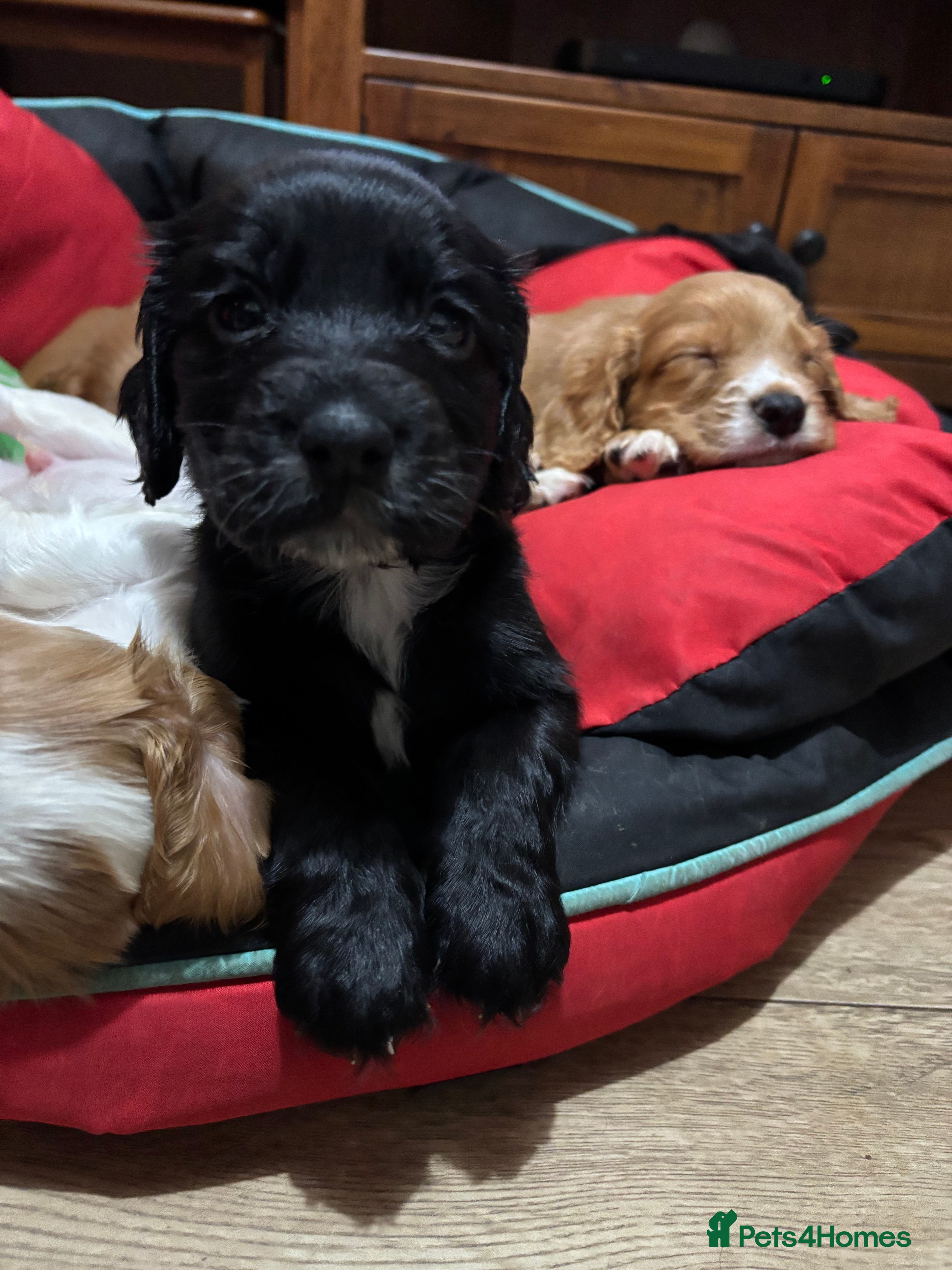 Cocker Spaniel dogs Working Cocker Spaniel Pups - Advert 10
