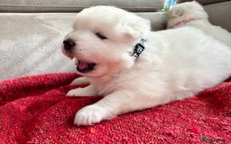 Samoyed dogs for sale: 🐾Adorable Samoyed puppies-ready soon! - Image 4