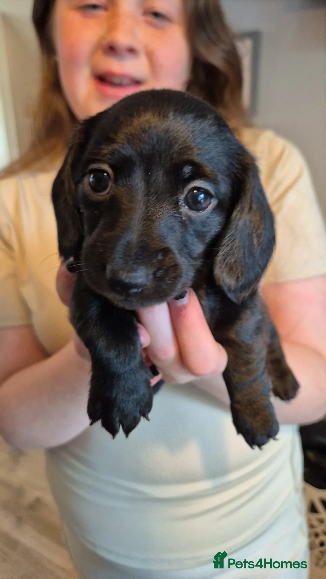 Miniature Dachshund dogs for sale: Bunny miniature dachshund  - Advert 2