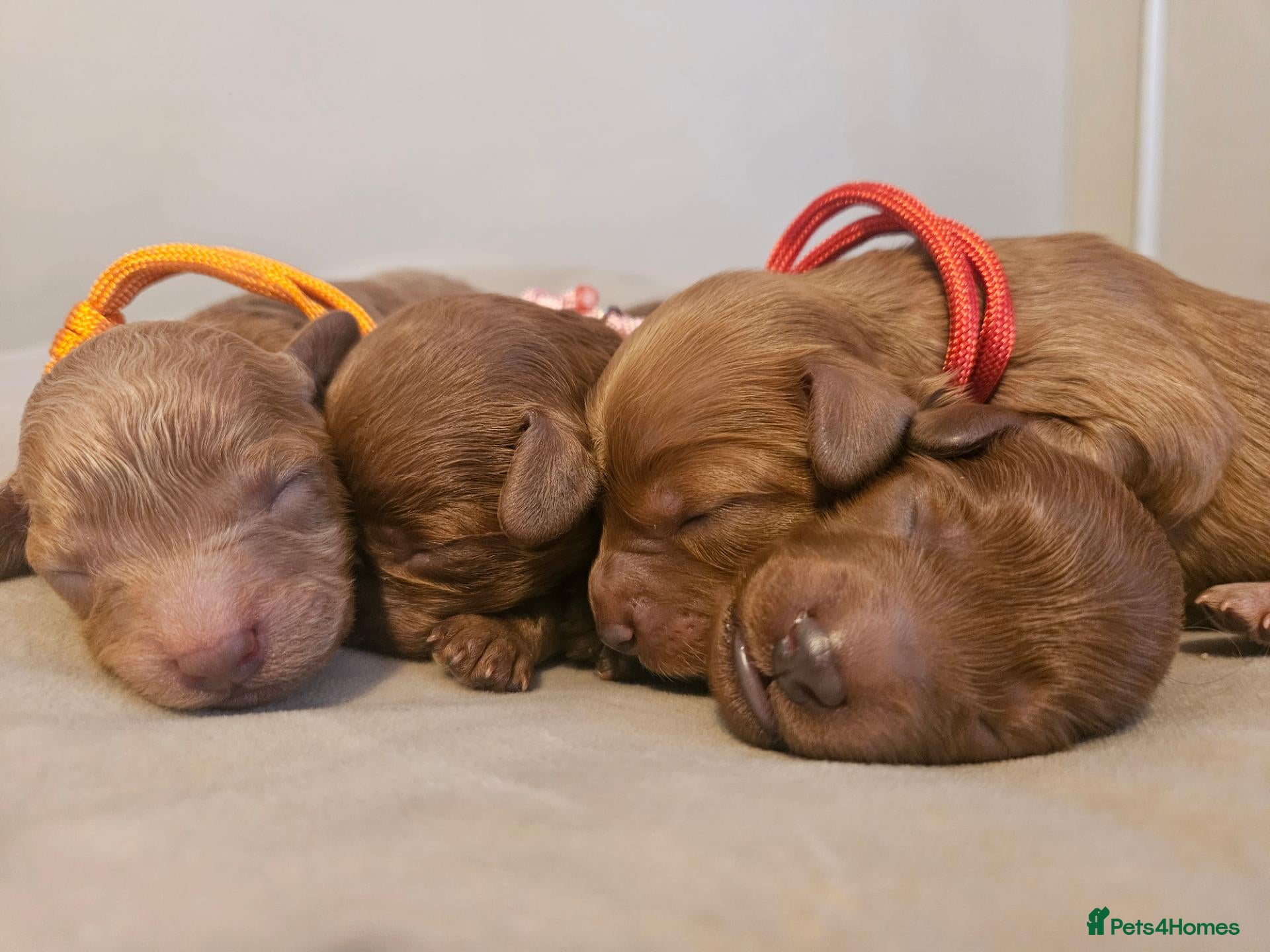 Cavapoo dogs Licensed breeder,dna clear red tiny cavapoo pups  - Advert 14