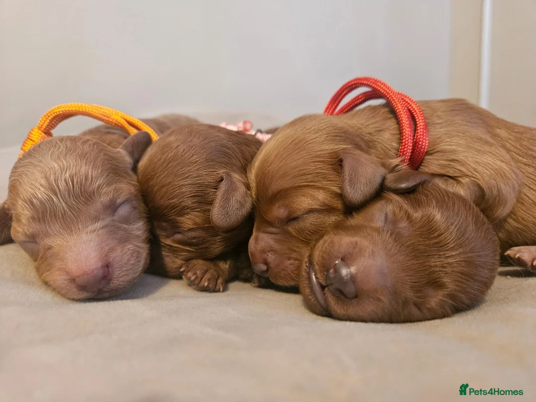 Cavapoo dogs for sale: Licensed breeder,dna clear red tiny cavapoo pups  - Advert 1