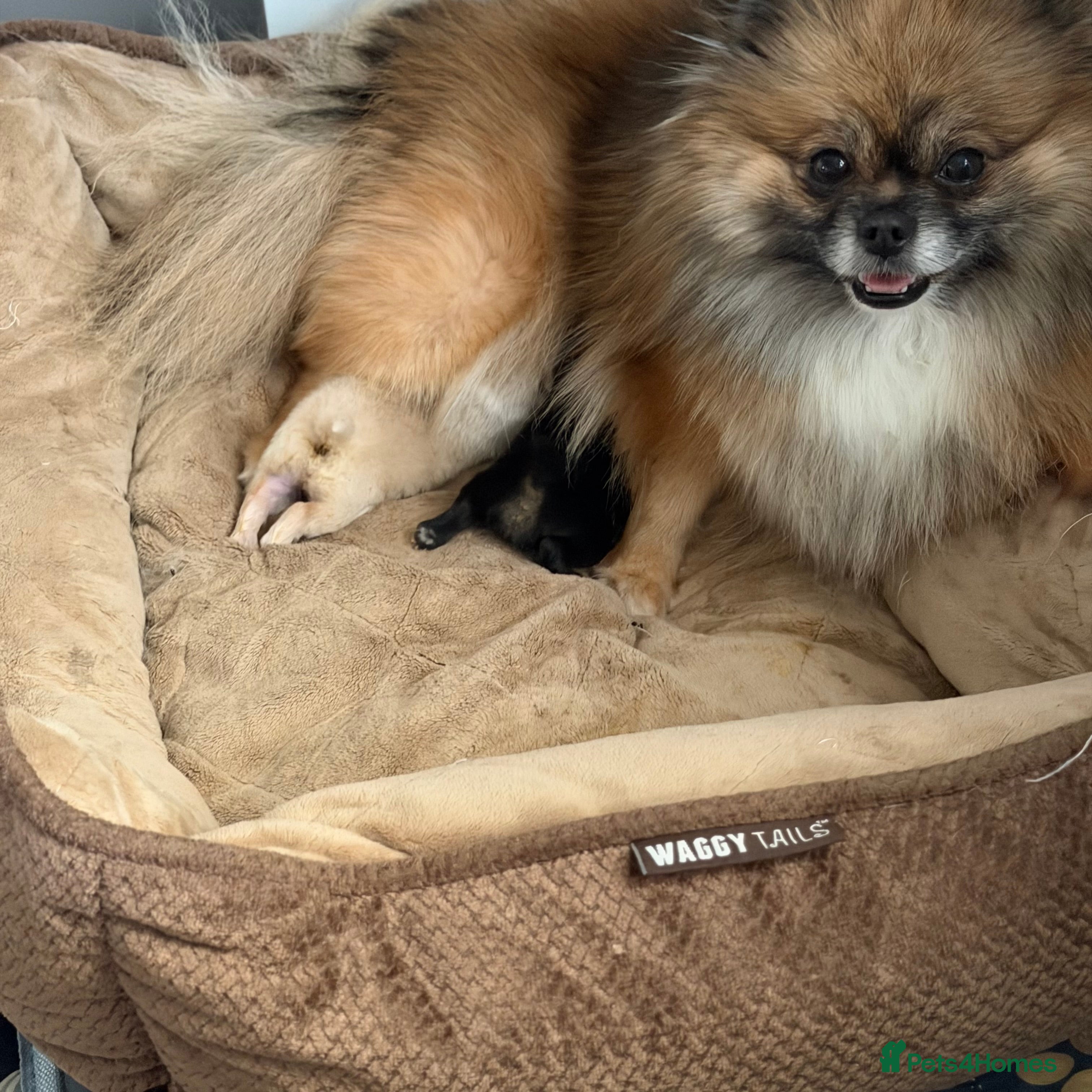 Pomeranian dogs Pomeranian 🧸  - Advert 16