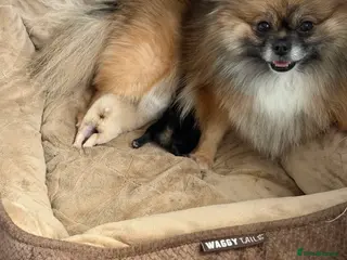 Pomeranian dogs Pomeranian 🧸 - Advert 16