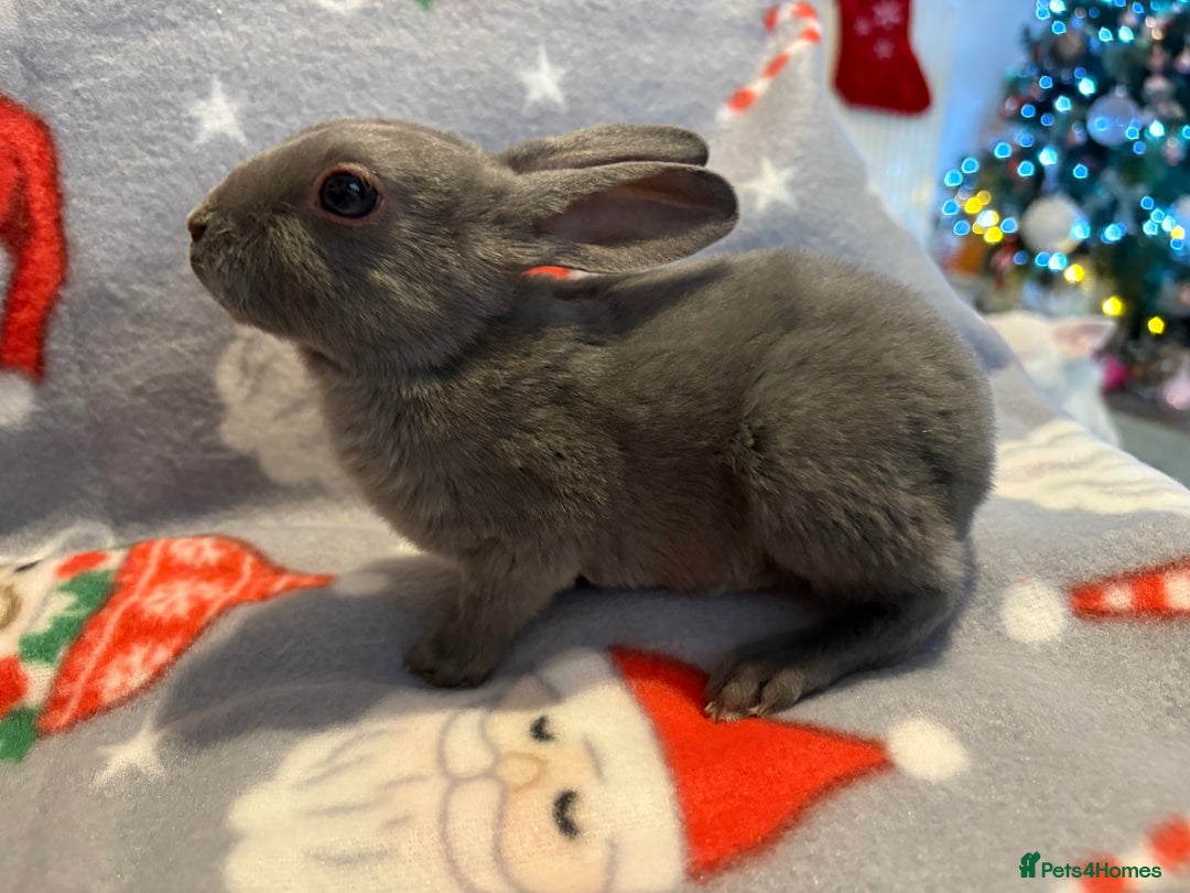 Mini Lop rabbits for sale: Three beautiful rabbits for sale.  - Advert 5
