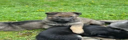 German Shepherd dogs for sale: Big straight back puppies  - Advert 6
