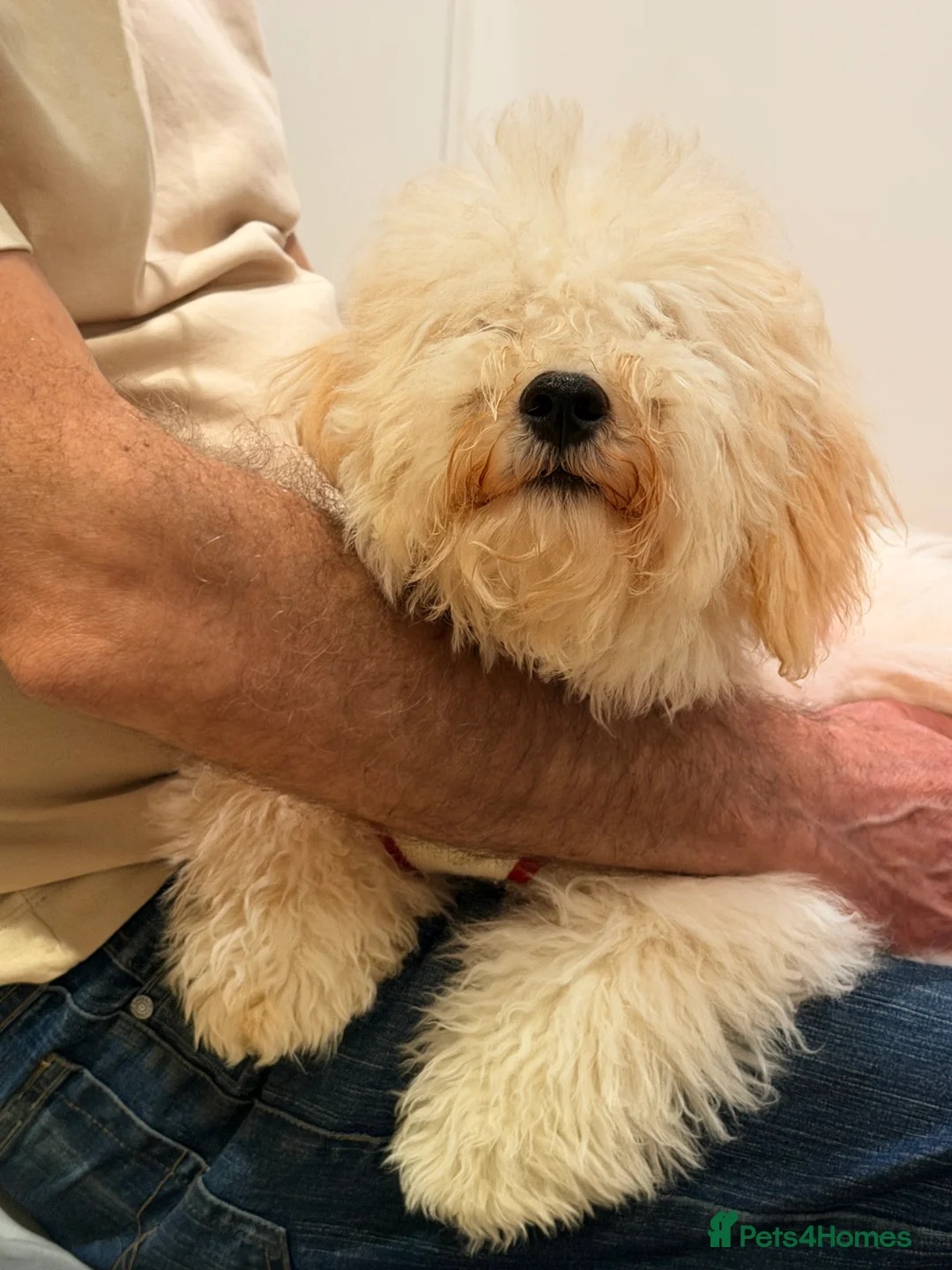 Maltipoo dogs for sale: 5‑Month‑Old Maltipooo Looking for a Loving Home - Advert 14