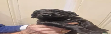 Cocker Spaniel 4