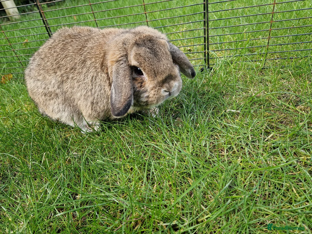 Mini Lop rabbits for sale: 2 mini lops (not neutered) in Scarborough - Advert 2