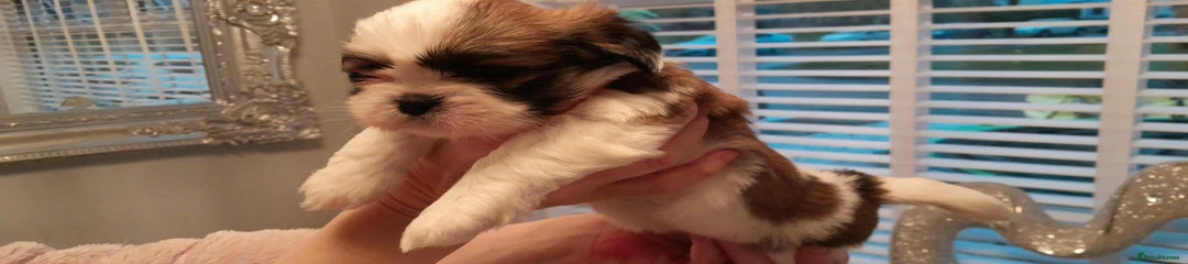 Lhasa Apso Puppy 2