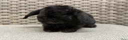 Mini Lop rabbits for sale: Last 2 plush lops available to reserve - Advert 15