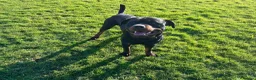Mixed Breed dogs for sale: Reggie the Rottie in Honiton - Advert 3