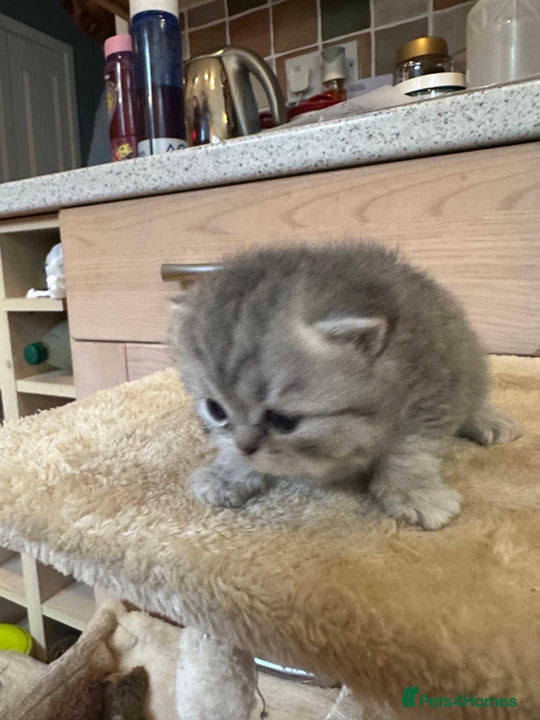 Persian cats for sale: 2 stunning pure pedigree Persian chinchilla kitten - Image 14