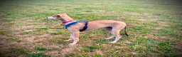 Mixed Breed dogs for adoption: Sweet Aurora 5 months old in Usk - Advert 2
