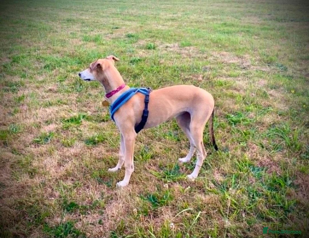 Mixed Breed dogs for adoption: Sweet Aurora 5 months old in Usk - Advert 2