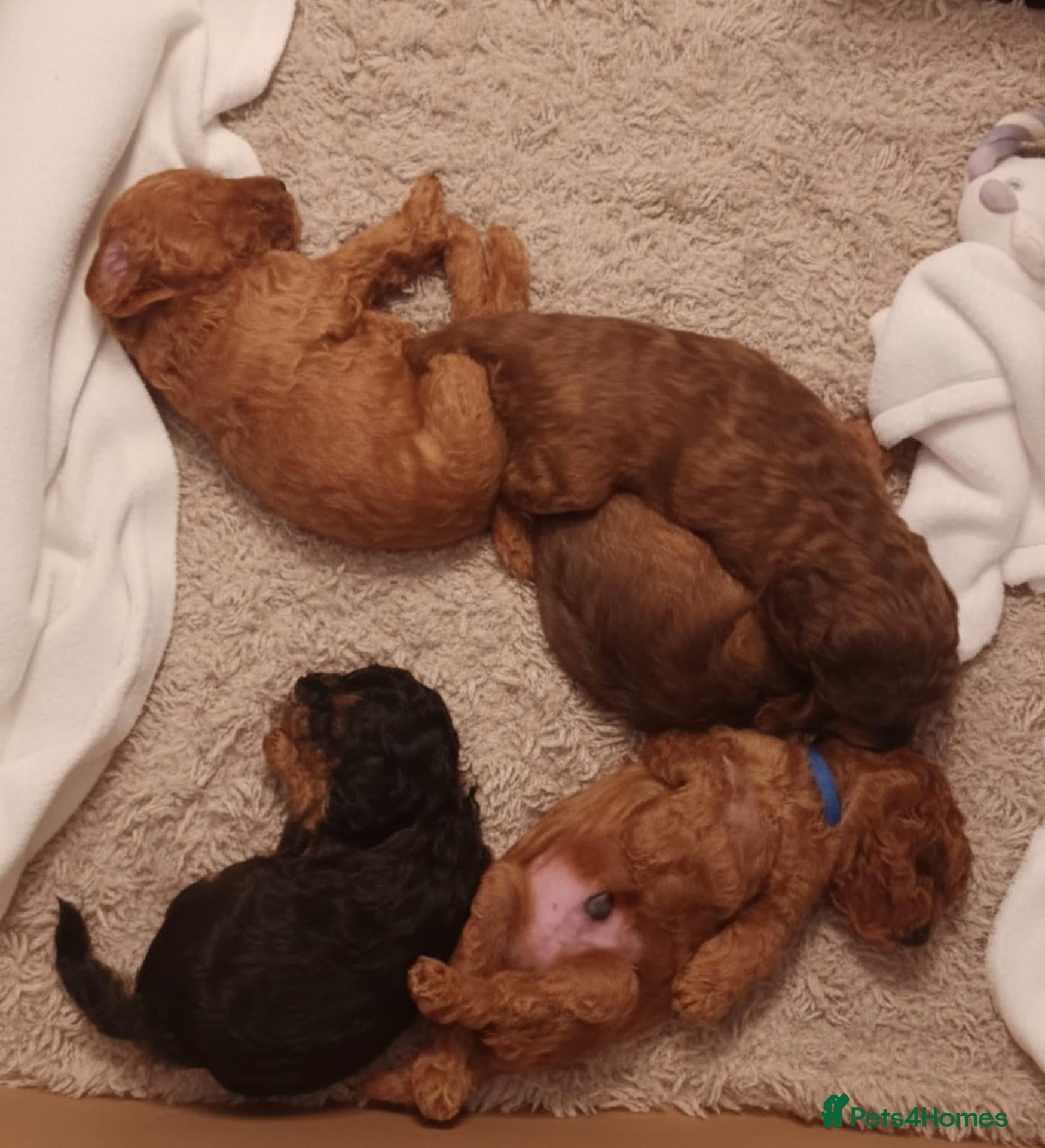 Cockapoo dogs Tiny f1b cockapoos - Advert 2