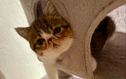 Exotic cats for sale: Exotic male kittens - Image 2