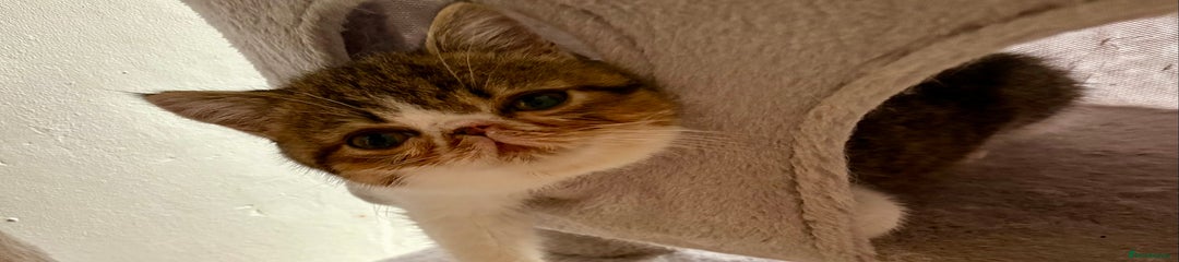 Exotic Kitten 2