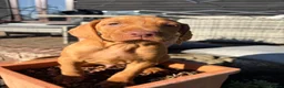 Hungarian Vizsla dogs for sale: Ready this weekend Beautiful litter.  - Advert 8