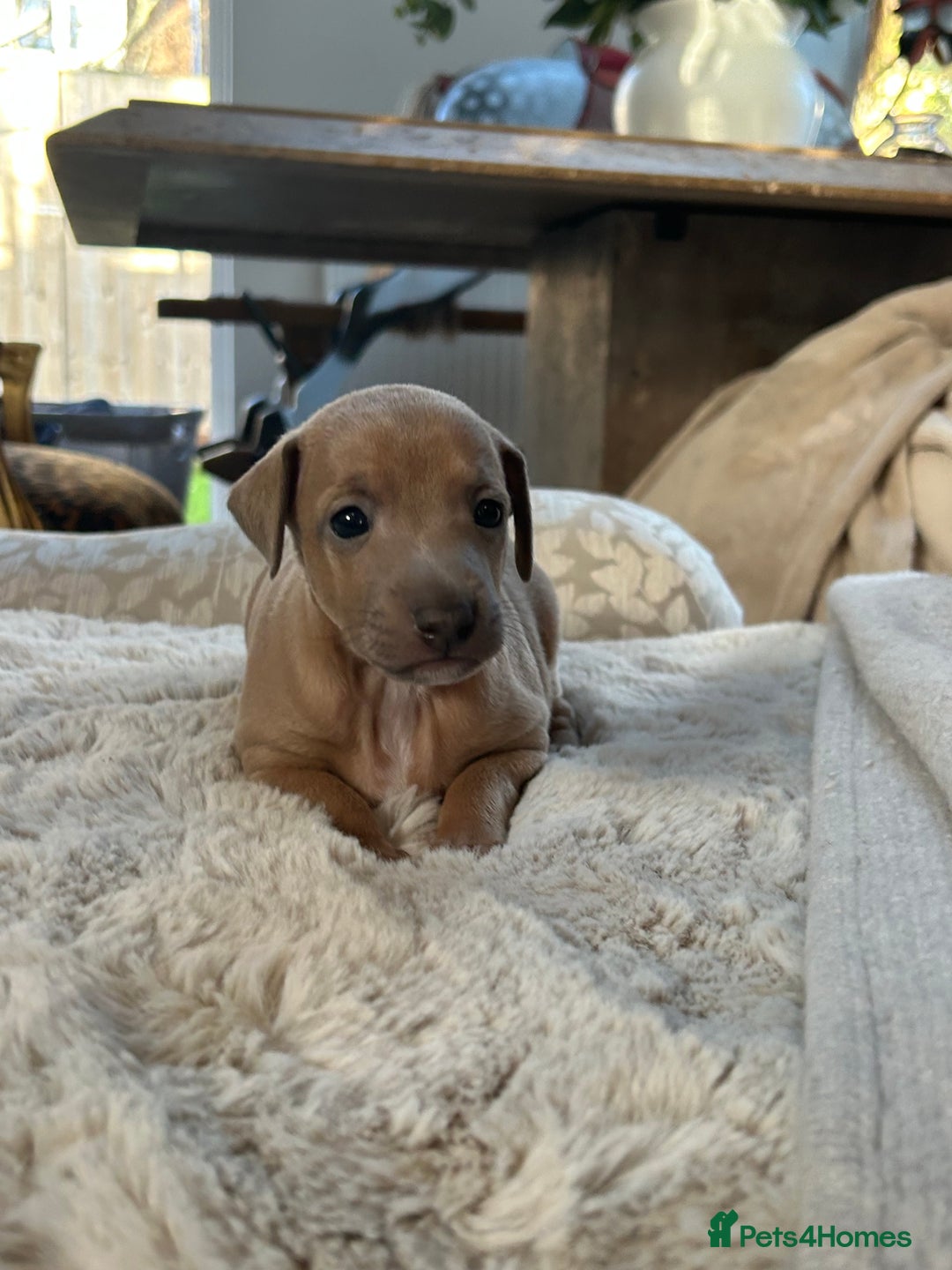 Italian Greyhound dogs for sale: Beautiful KC Reg Italian Greyhound puppies  - Advert 6