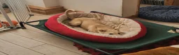 Mixed Breed dogs for adoption: Dougie - Advert 6
