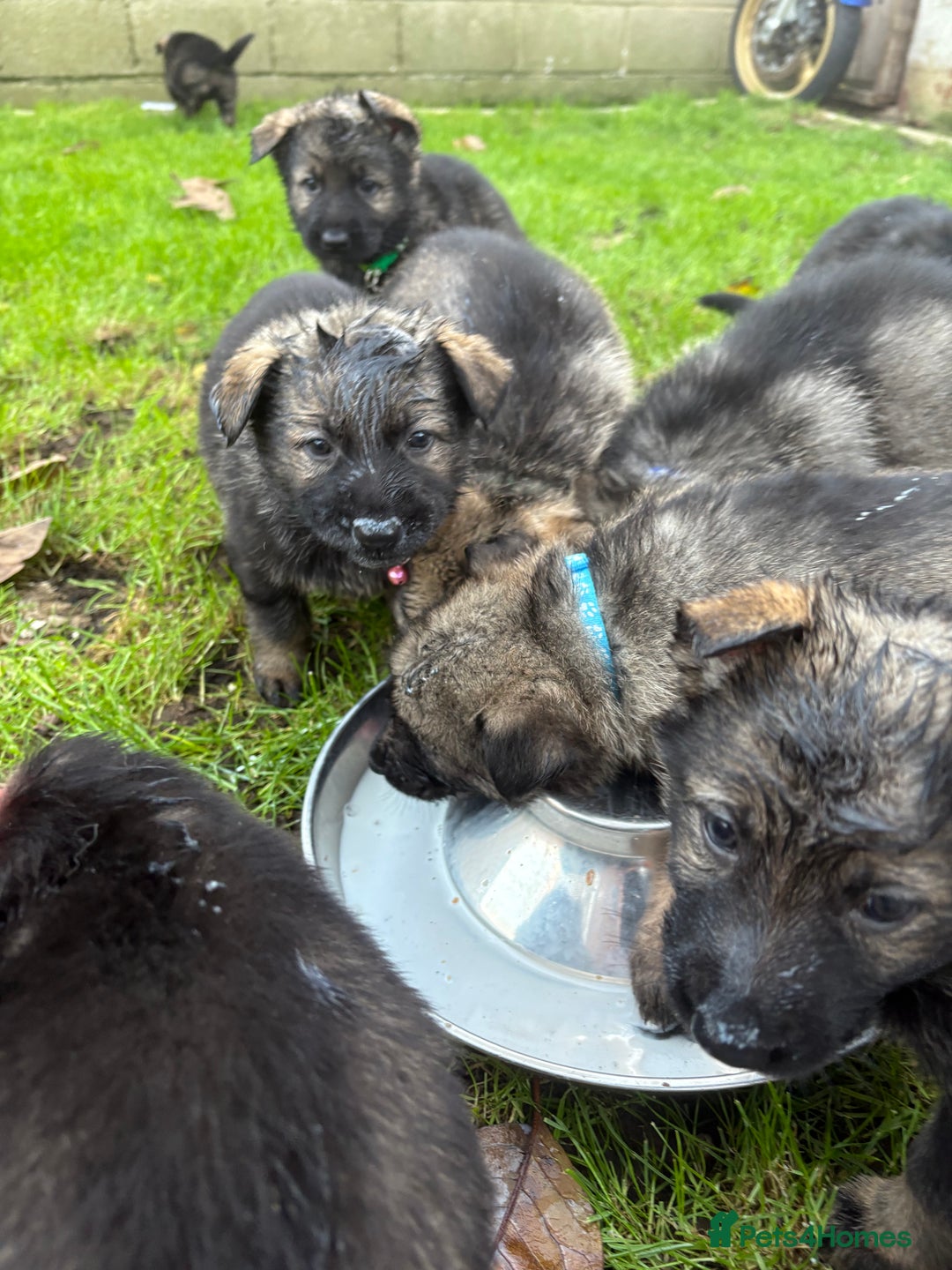 German Shepherd dogs for sale: 10 amazing german shepherd puppies - Advert 5