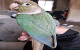 Conures birds for sale: Female conure  - Image 2