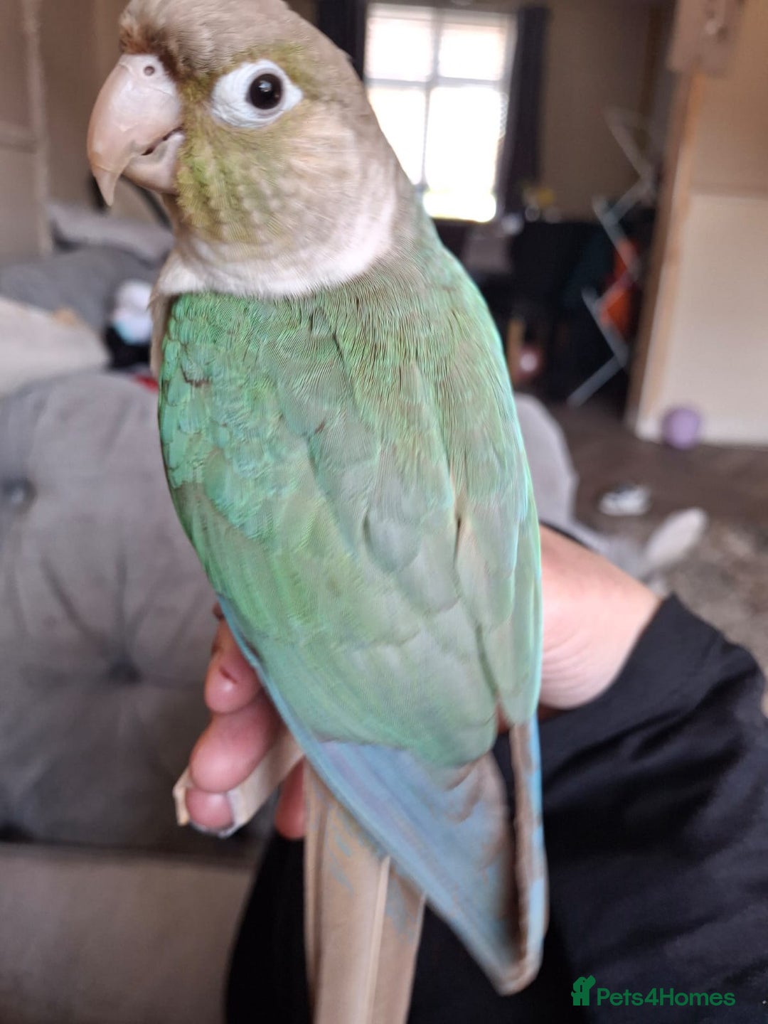 Conures birds for sale: Female conure  - Image 2